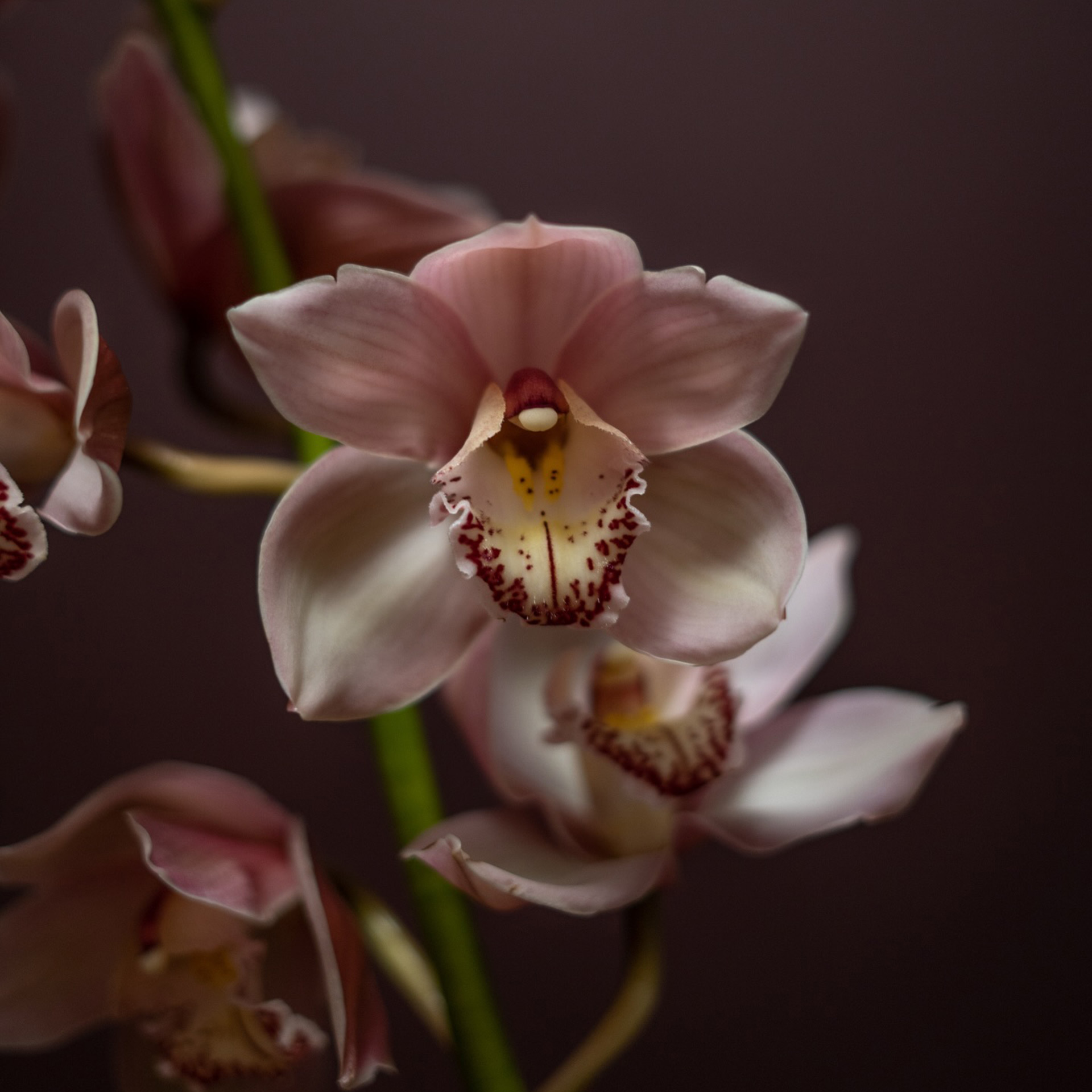 Cymbídium (orchidej)