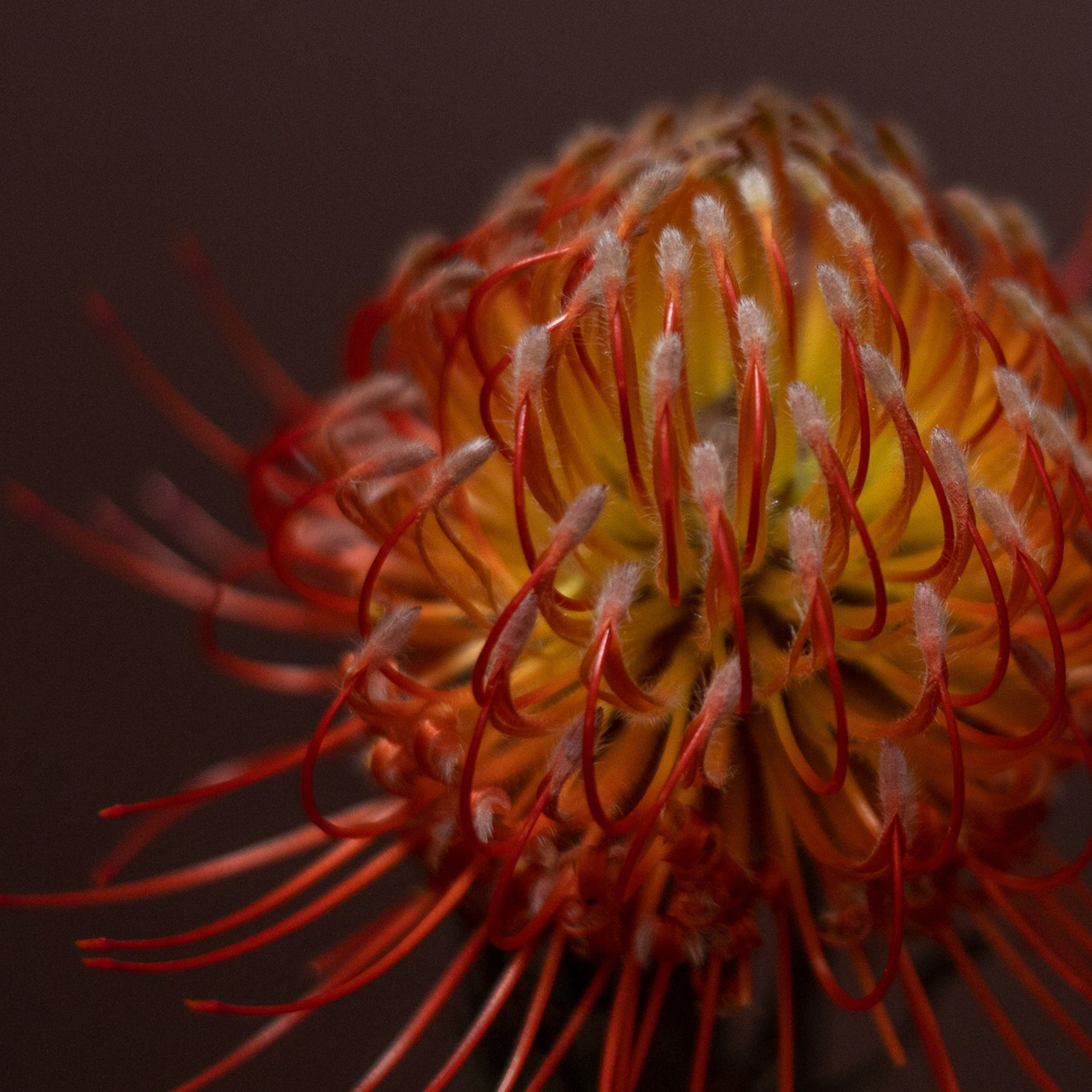 Leukospermum (jehelník)