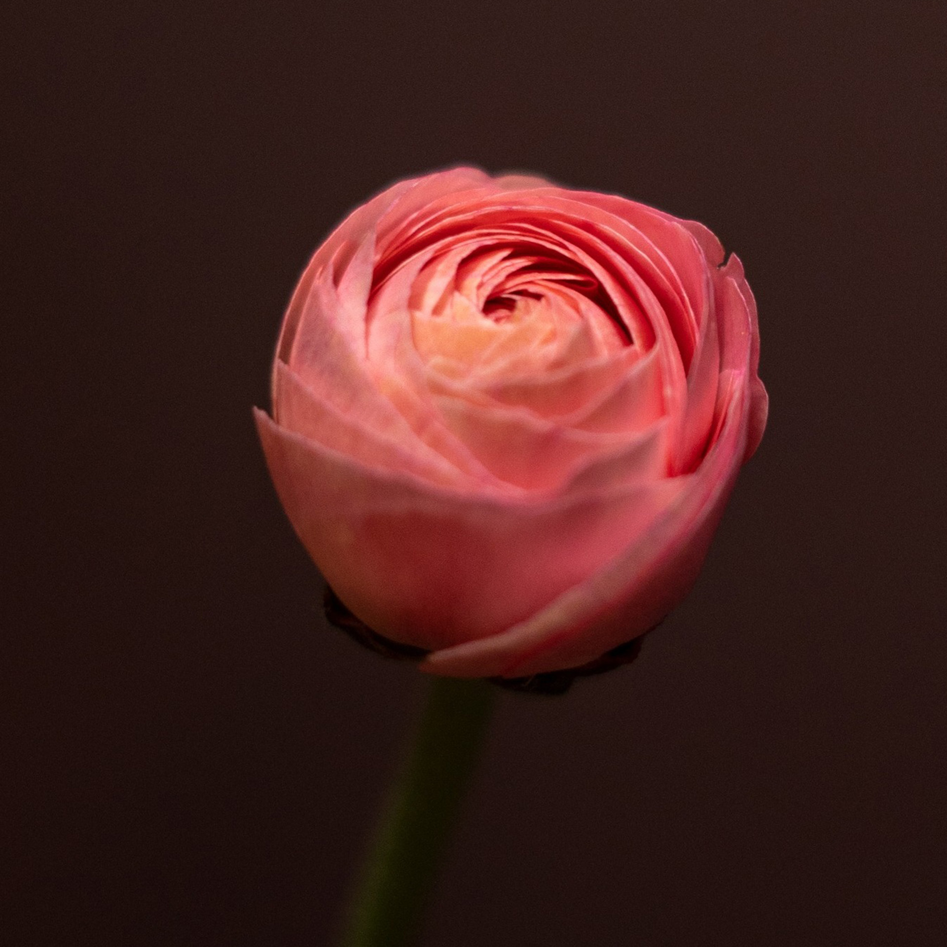 Pryskyřník (ranunculus)