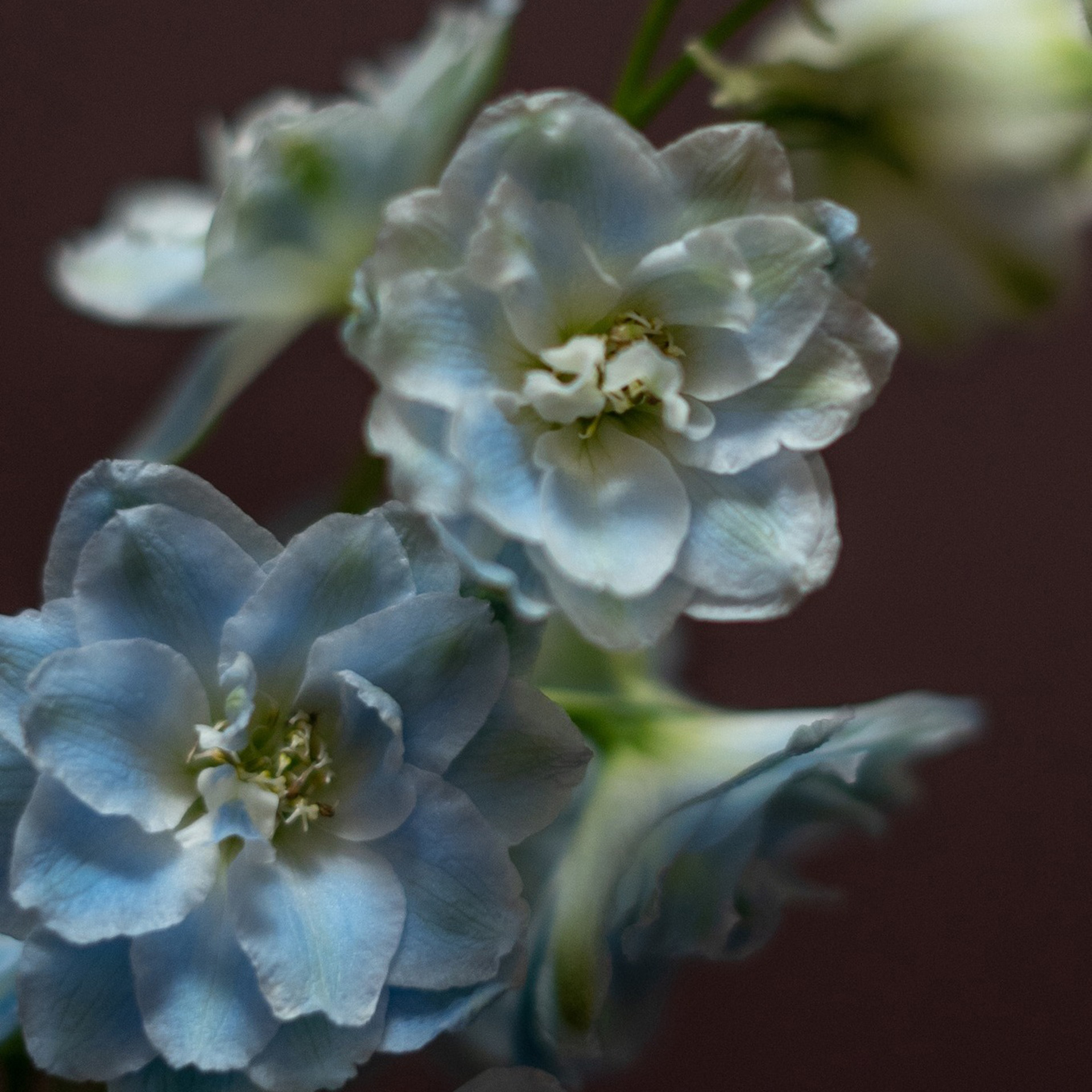 Stračka (delphinium)
