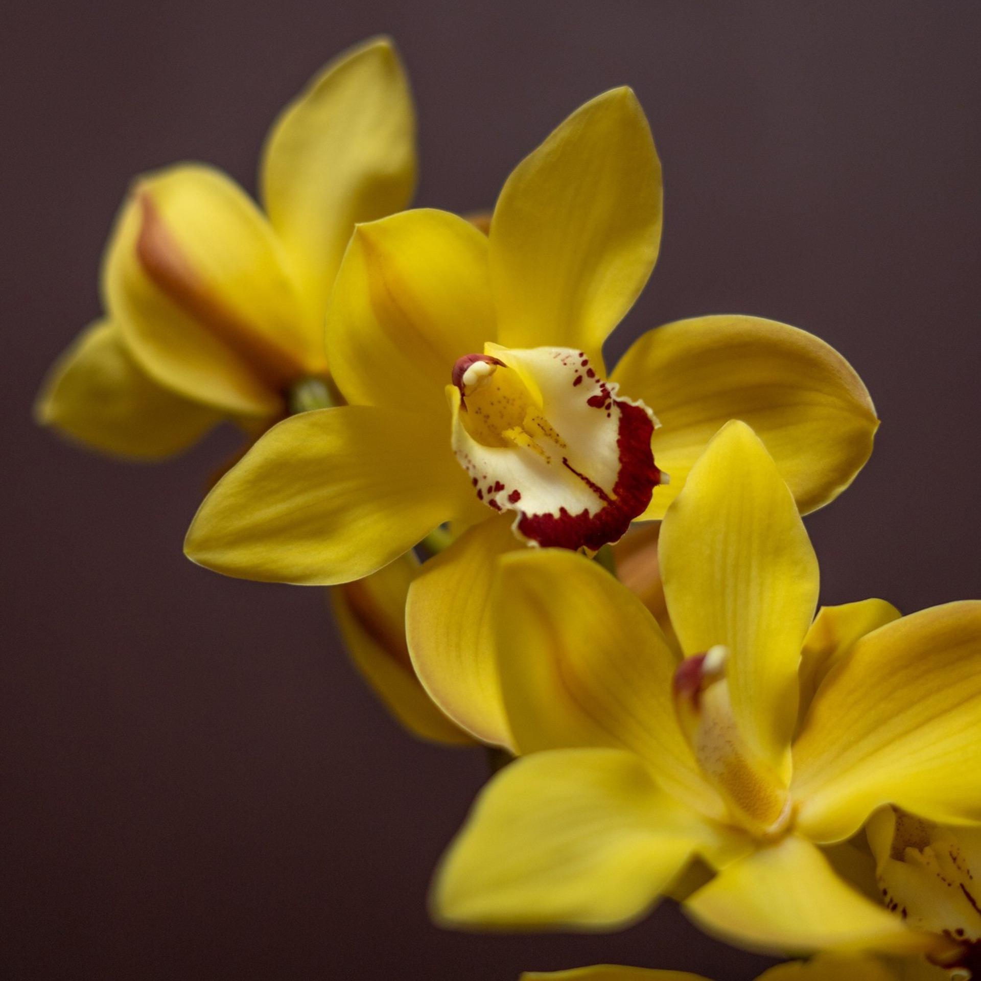 Cymbídium (orchidej)