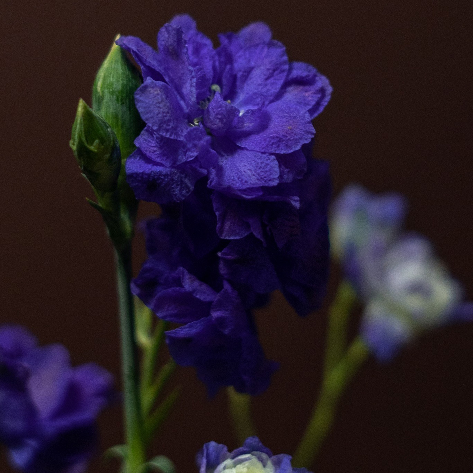 Stračka (ostrožka)