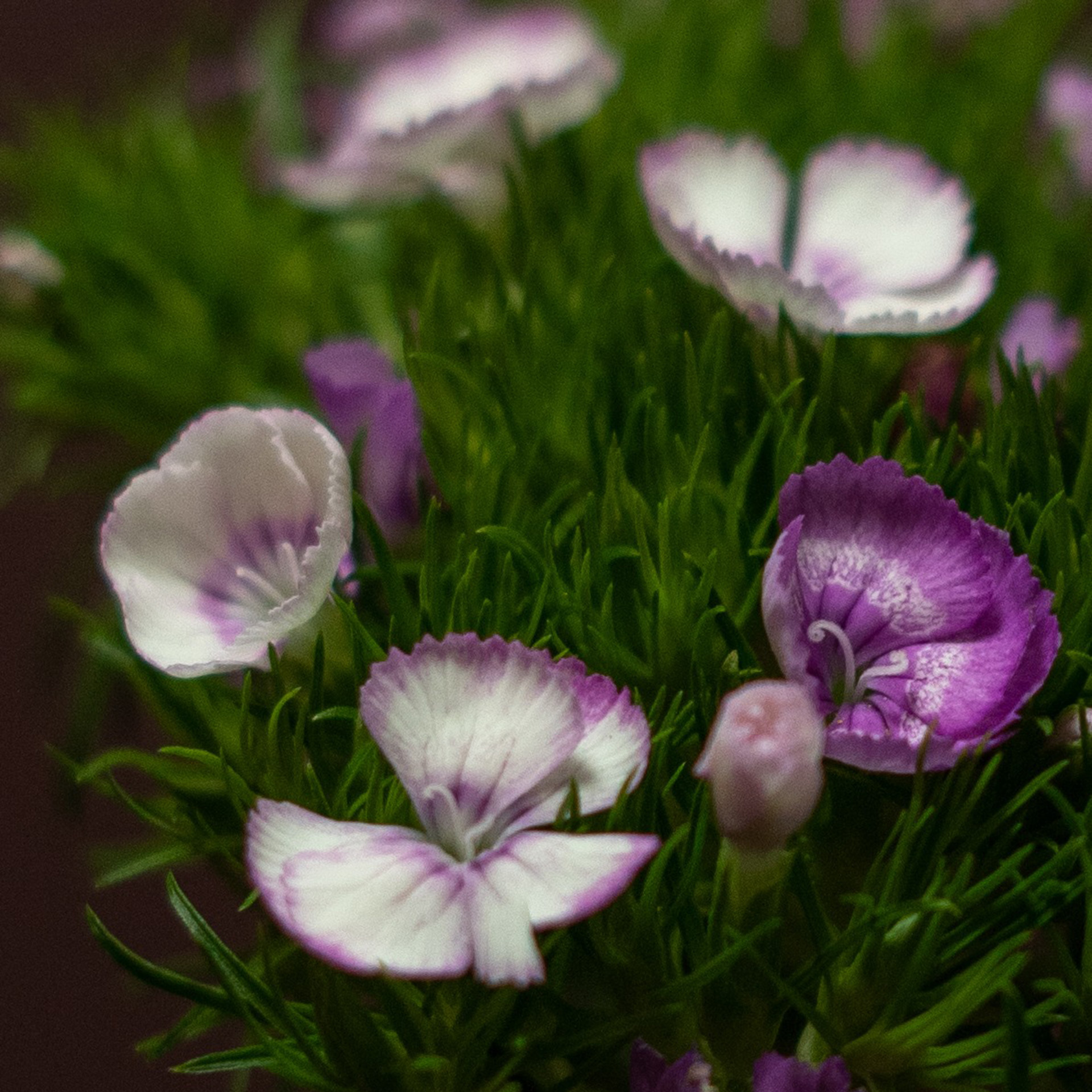 Hvozdík (Dianthus)
