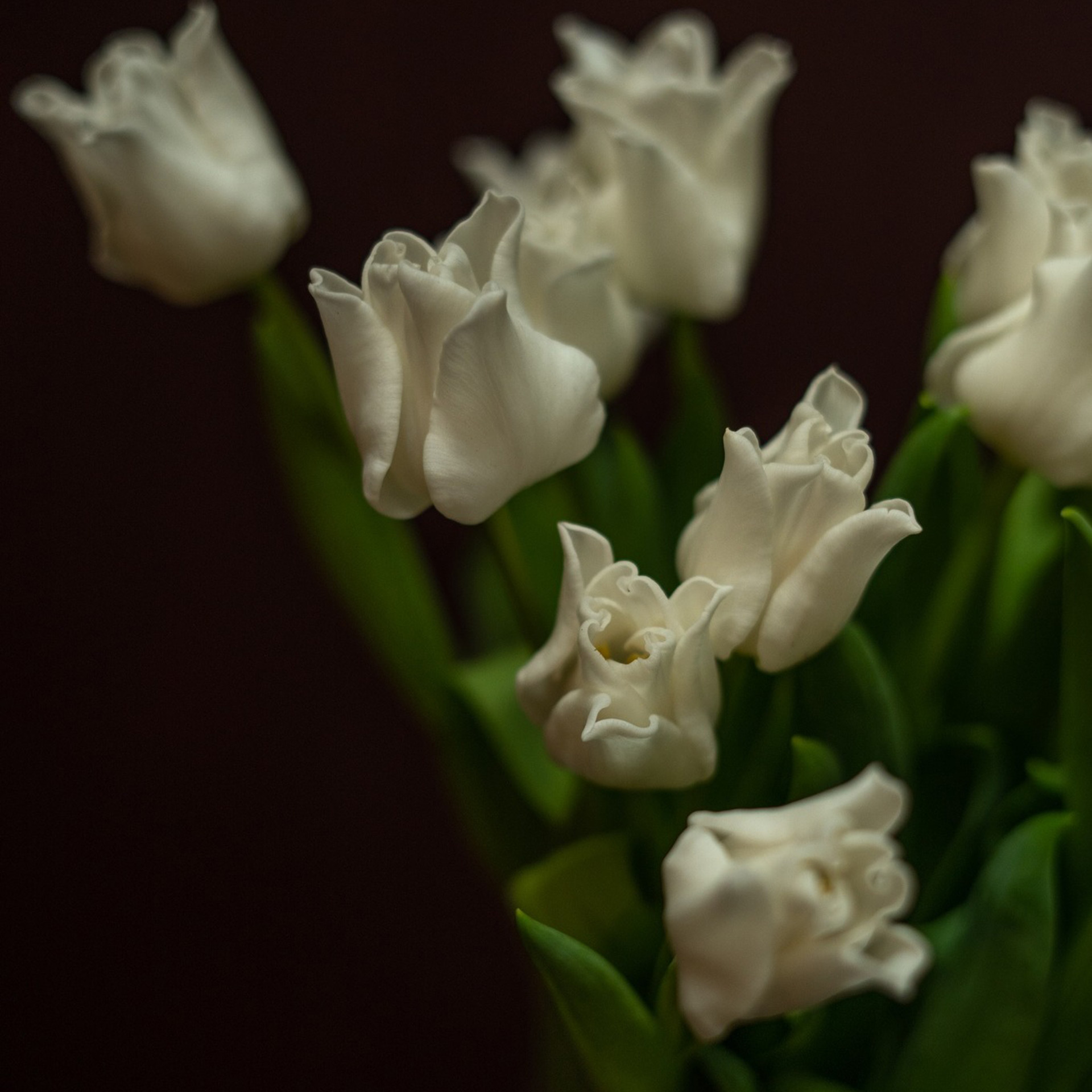 Tulipán (plnokvětý)