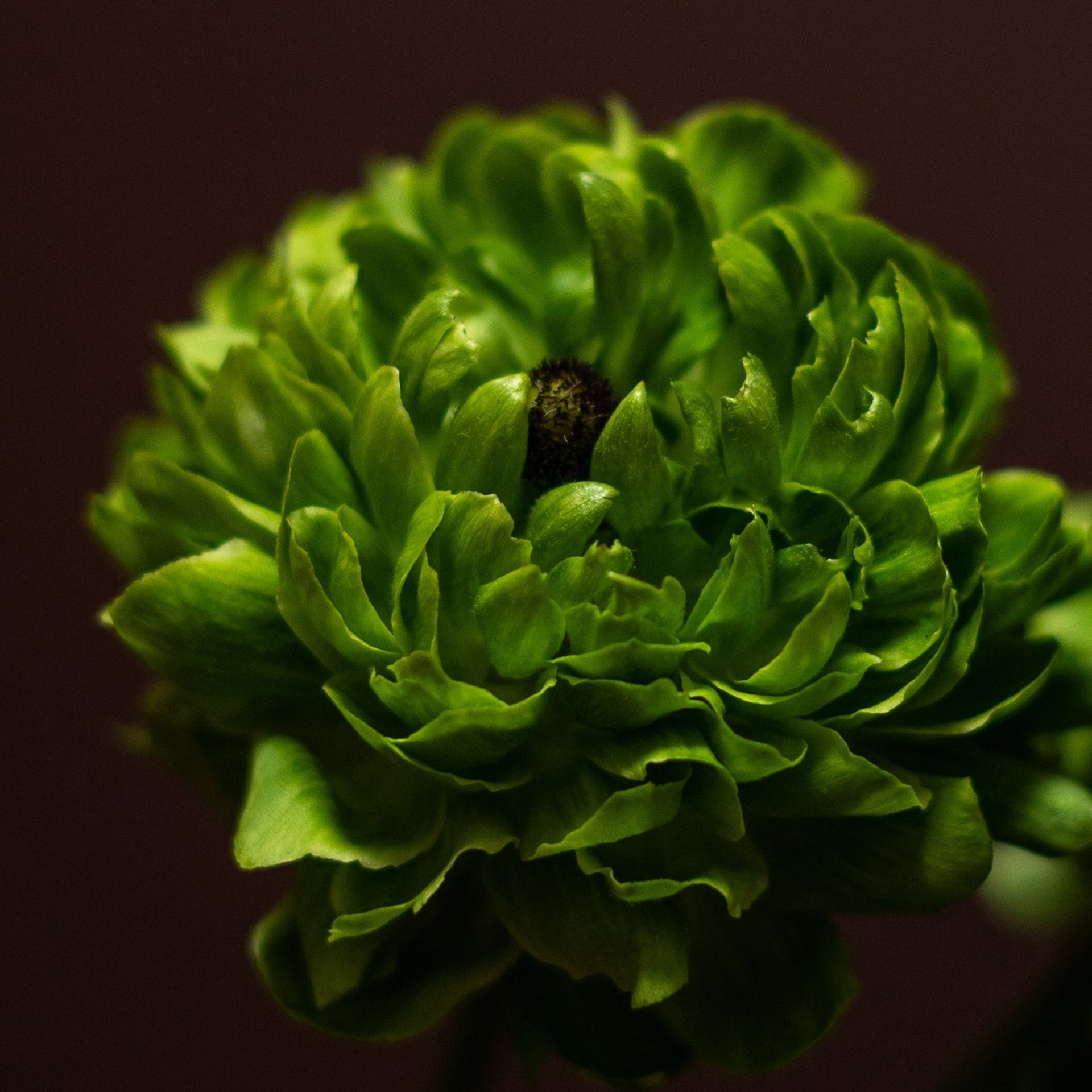 Pryskyřník (ranunculus)