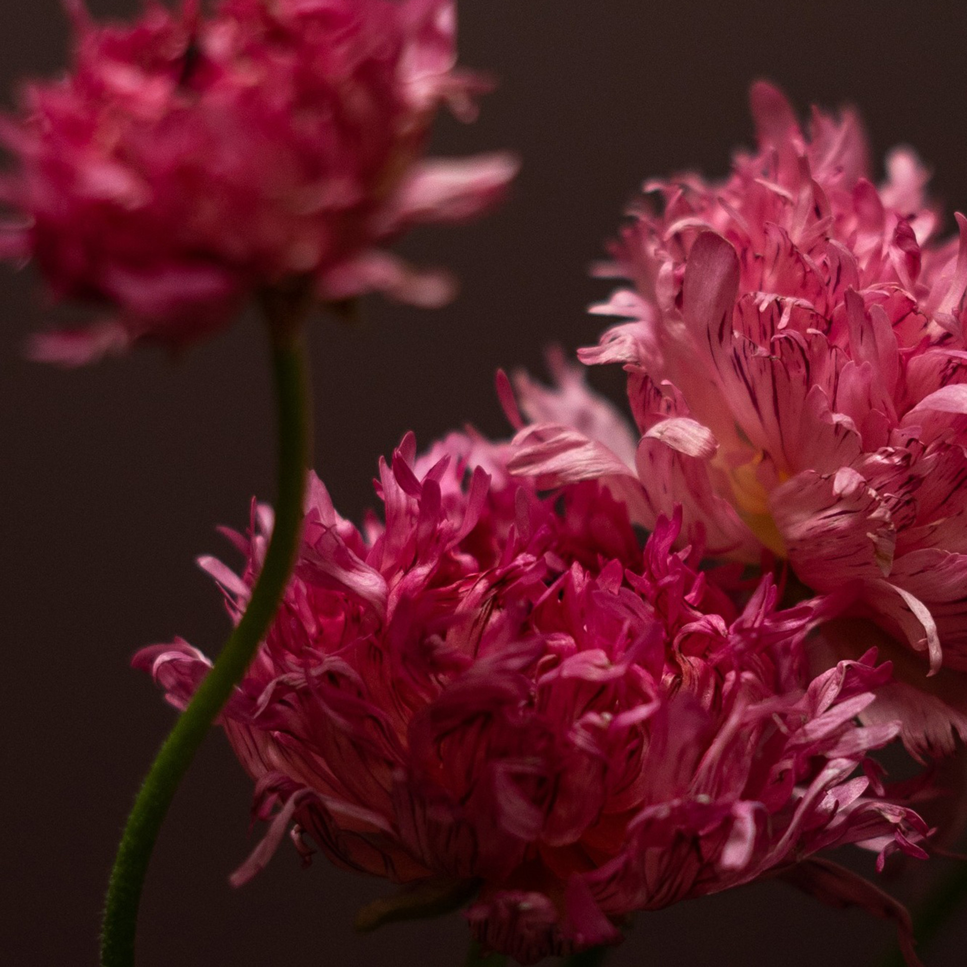 Třepenitý tulipán