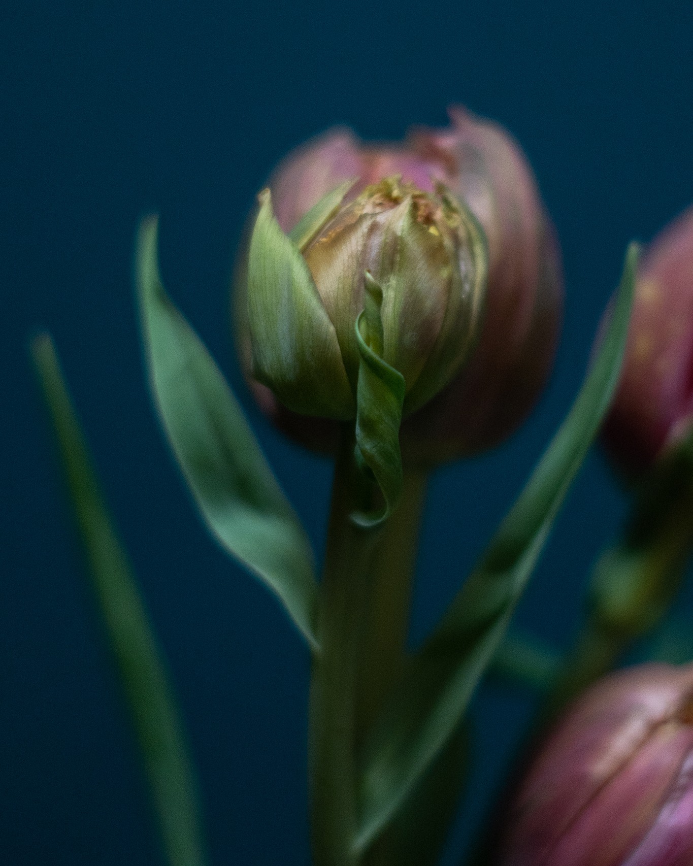 Tulipán