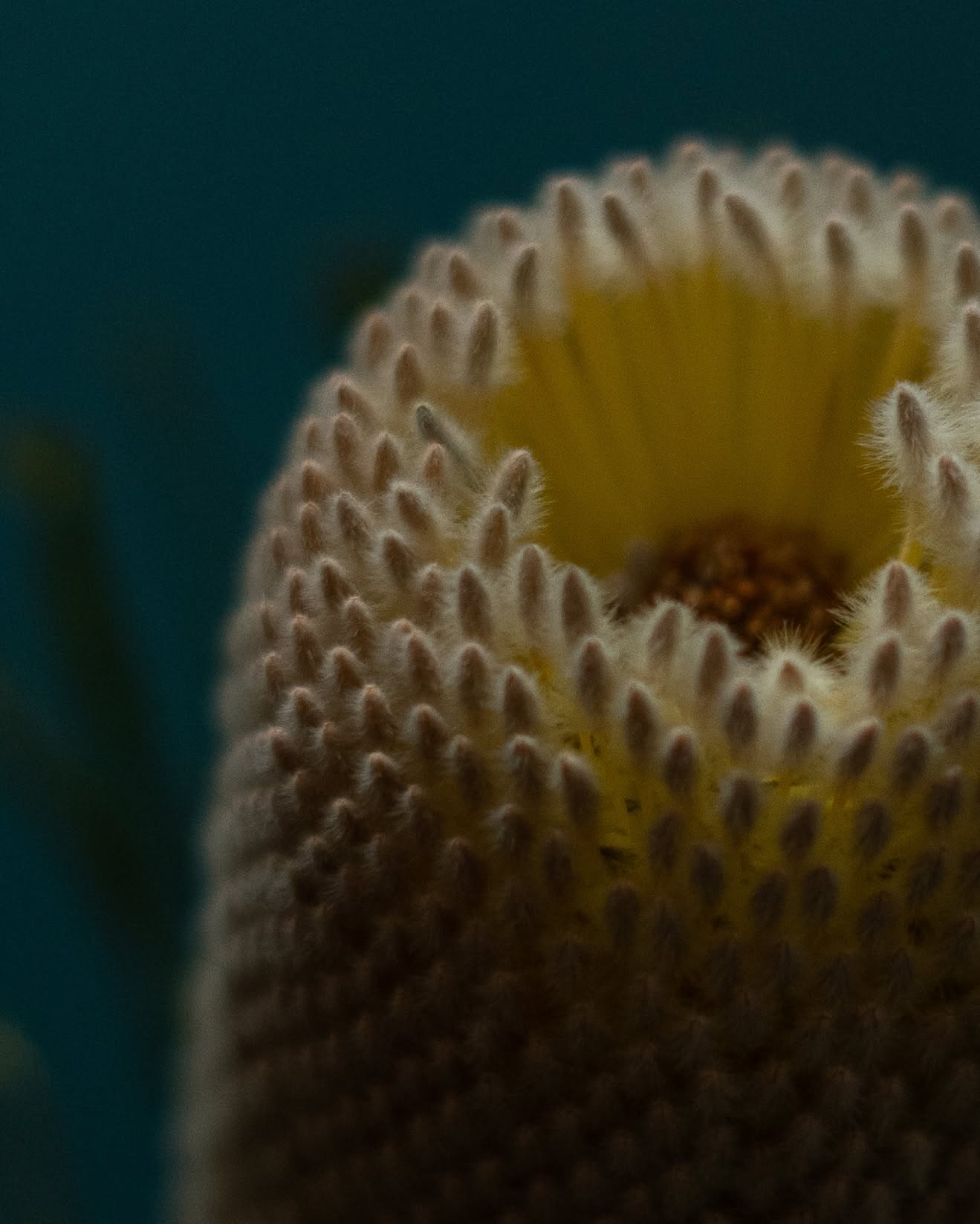 Protea (nejspíš protea královská)