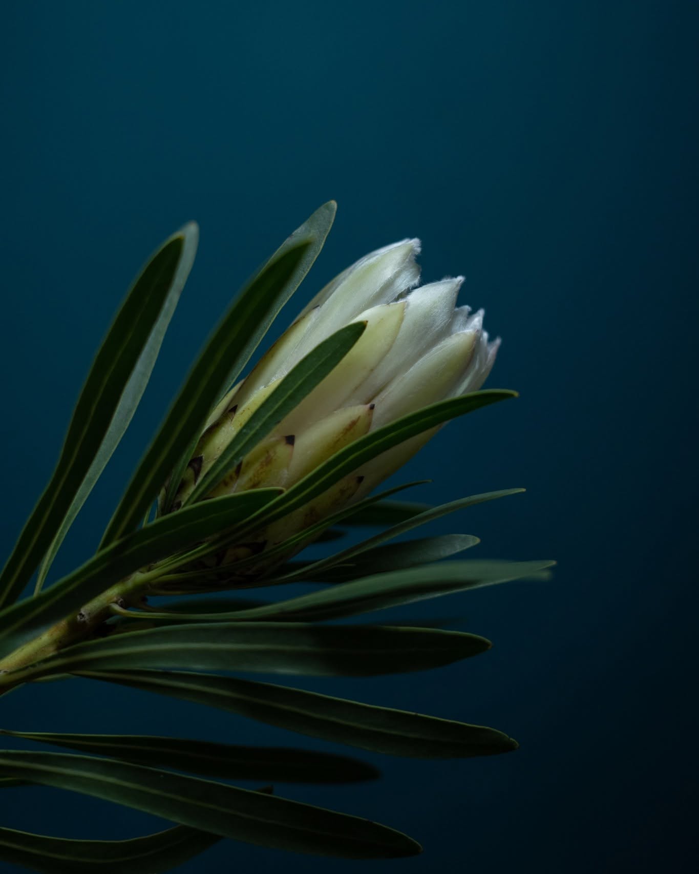 Protea (nejspíš bílá protea)