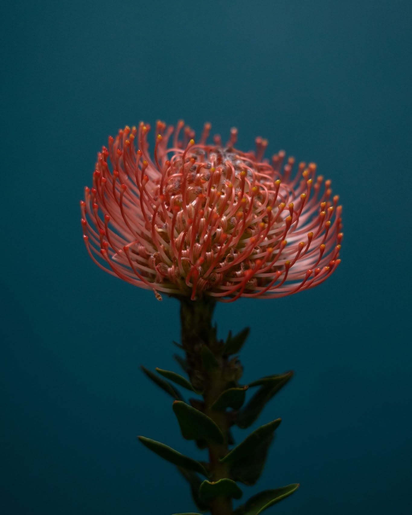 Leukospermum (jehelník)