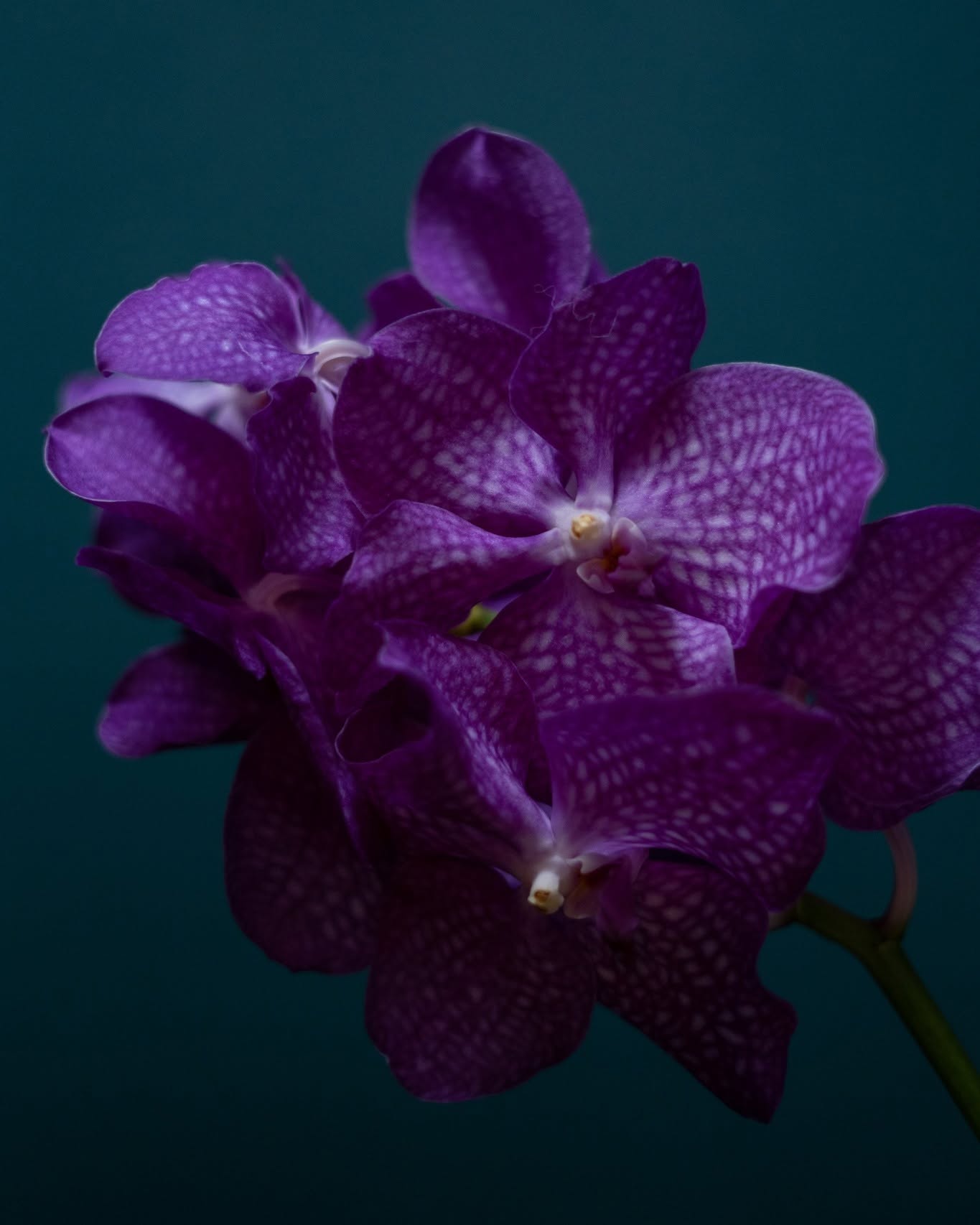 Orchidej vanda