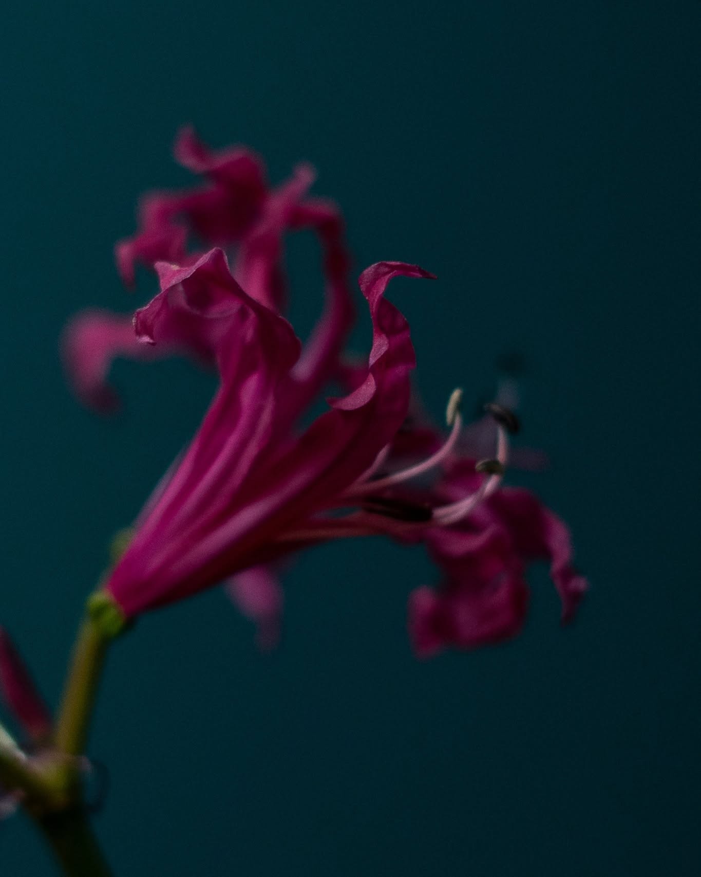 Nerine (nerina)