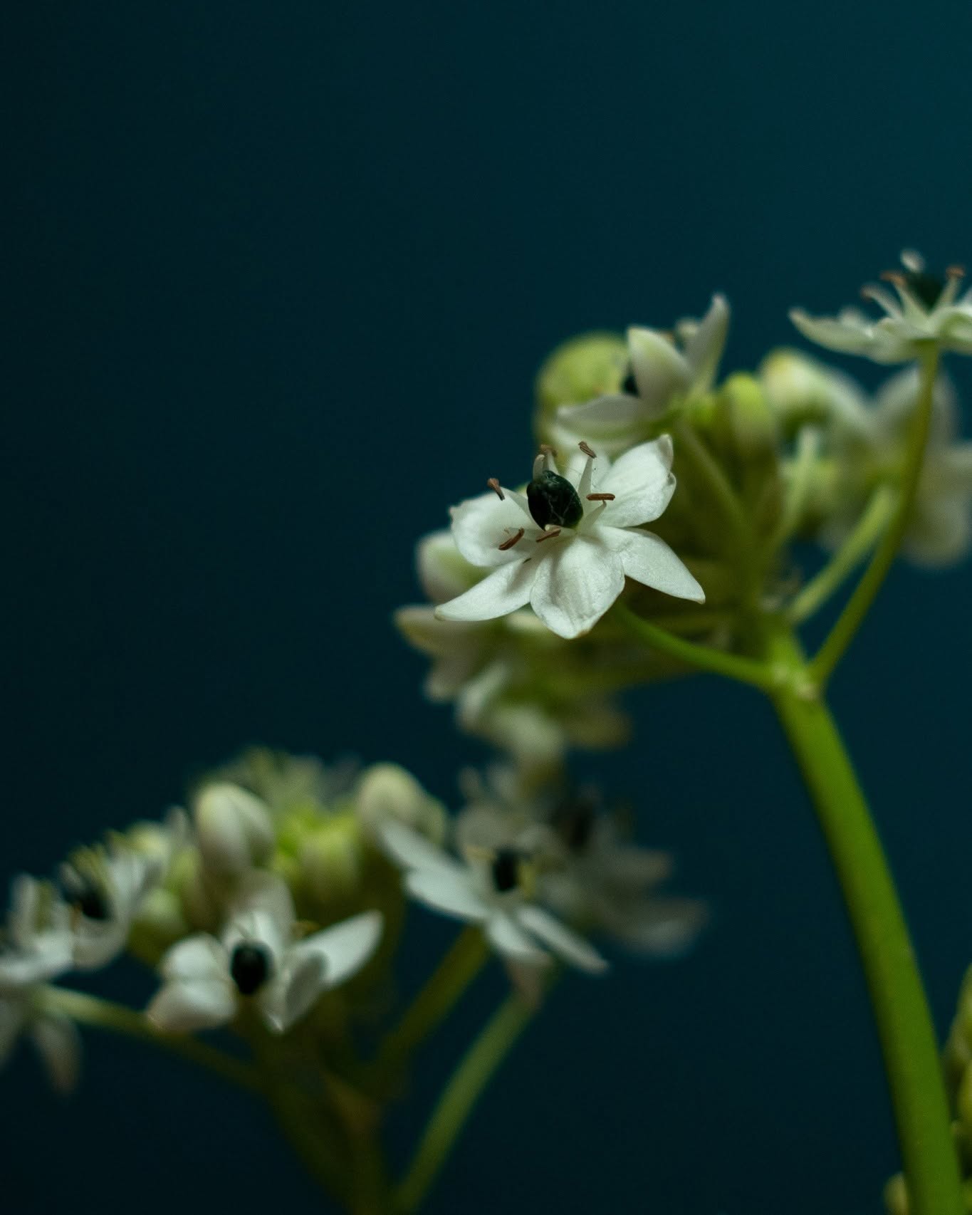 Ornitogalum (snědek)